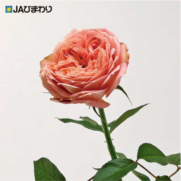 バラカタログ画像