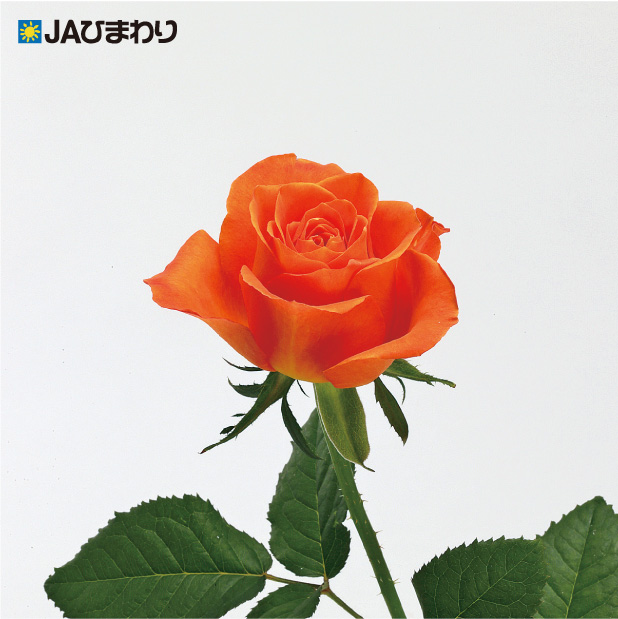 バラカタログ画像